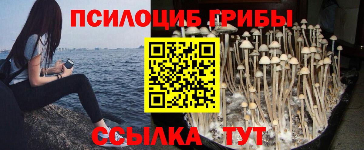 Псилоцибиновые грибы GOLDEN TEACHER  Вход с VPN  Назрань  Галлюциногенные грибы мухоморы 